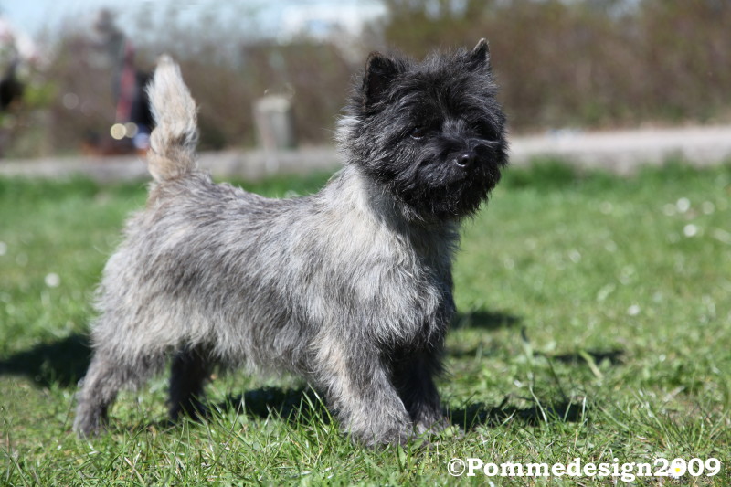 Aurikels Little Miss Sophie