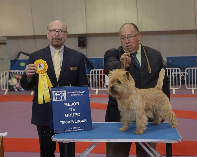 BIG 3 Chihuahua